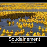 Apparition de canards sauvages